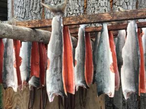 Wildlachs ausgenommen und als Ganzes aufgehängt zum trocknen