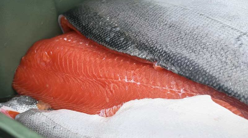 Frisches Filet-Stück eines Alaska-Lachses