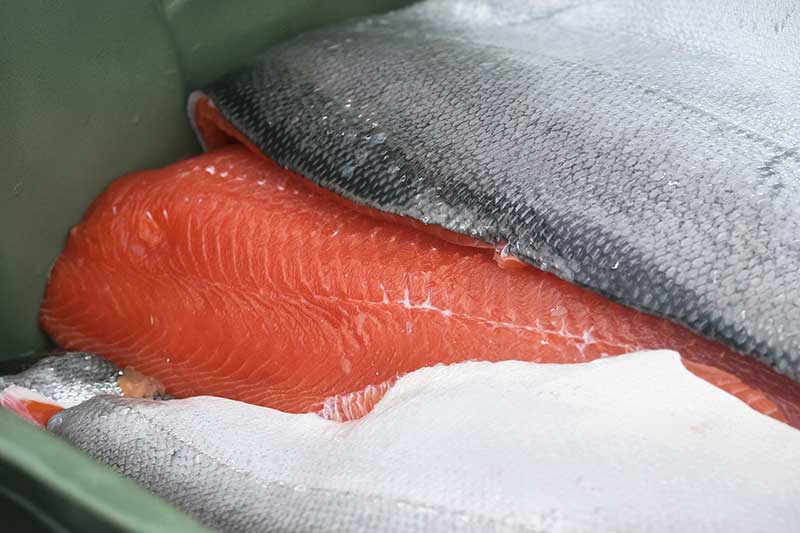 Frisches Filet-Stück eines Alaska-Lachses